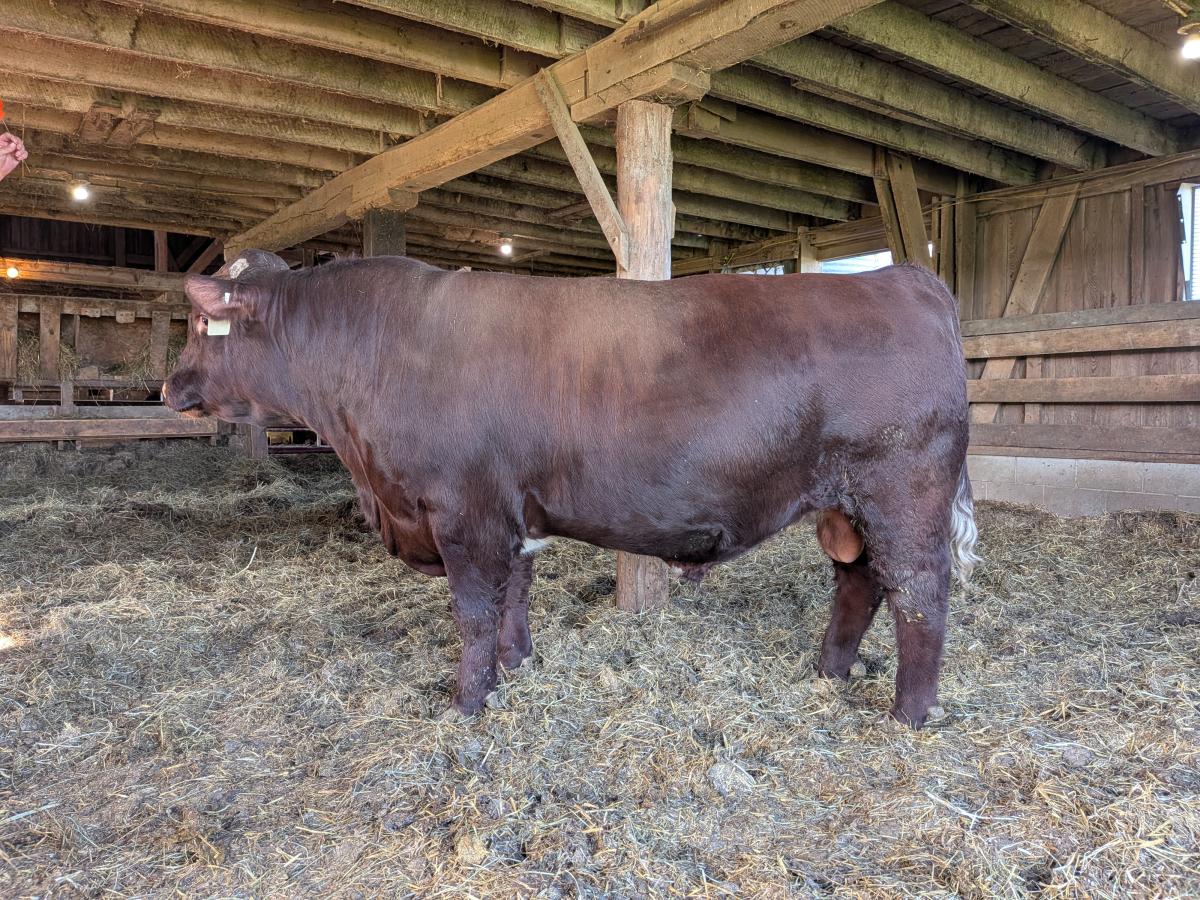 Photo 5 of Shorthorn bull — Wakeman, OH