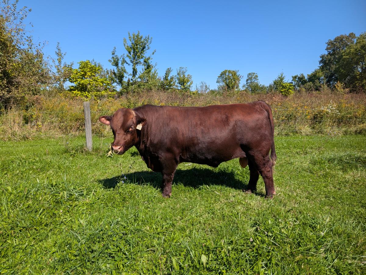 Photo 2 of Shorthorn bull — Wakeman, OH
