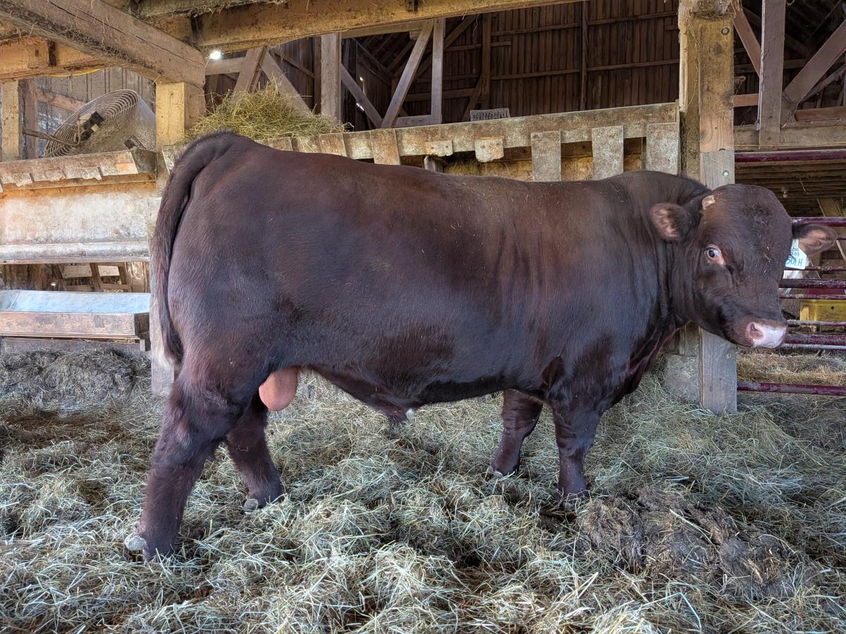 Photo 4 of Shorthorn bull — Wakeman, OH