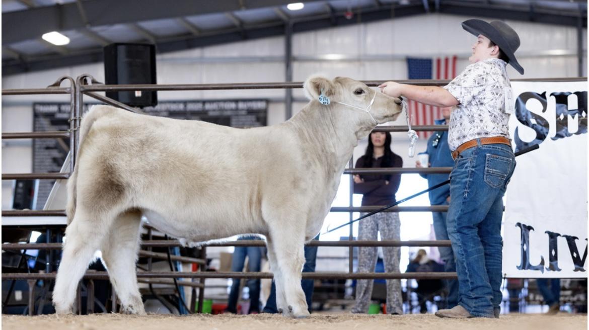 Photo 1 of Charolais steer — Rupert, ID
