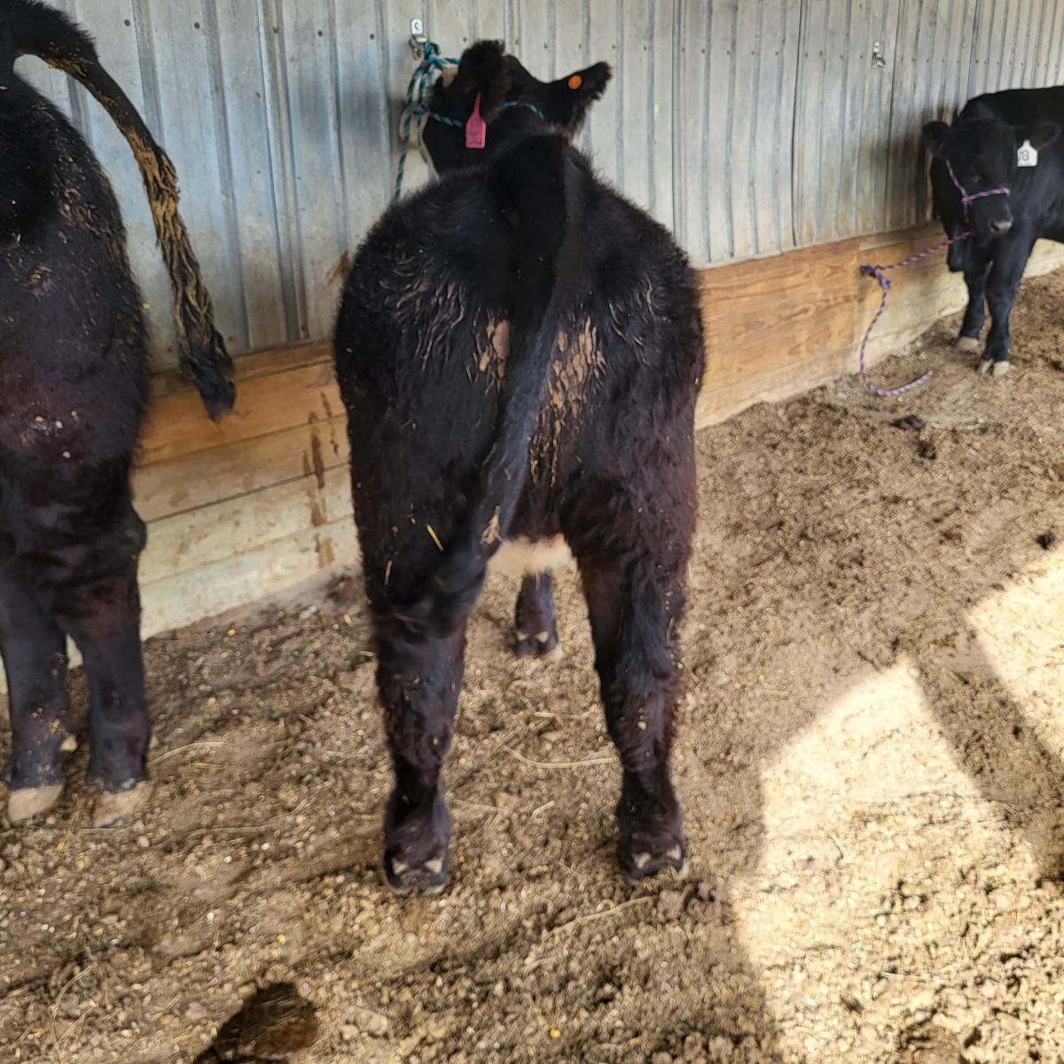 Photo 2 of Crossbred heifer — Kadoka, SD