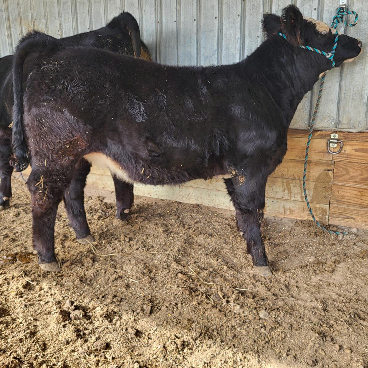 Photo 3 of Crossbred heifer — Kadoka, SD