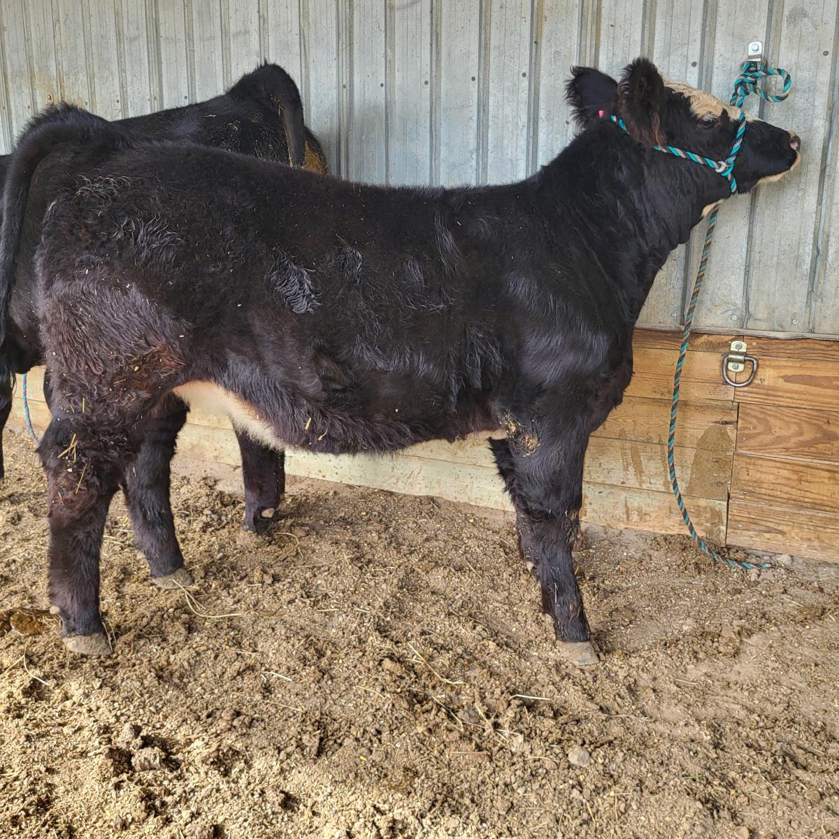 Photo 4 of Crossbred heifer — Kadoka, SD