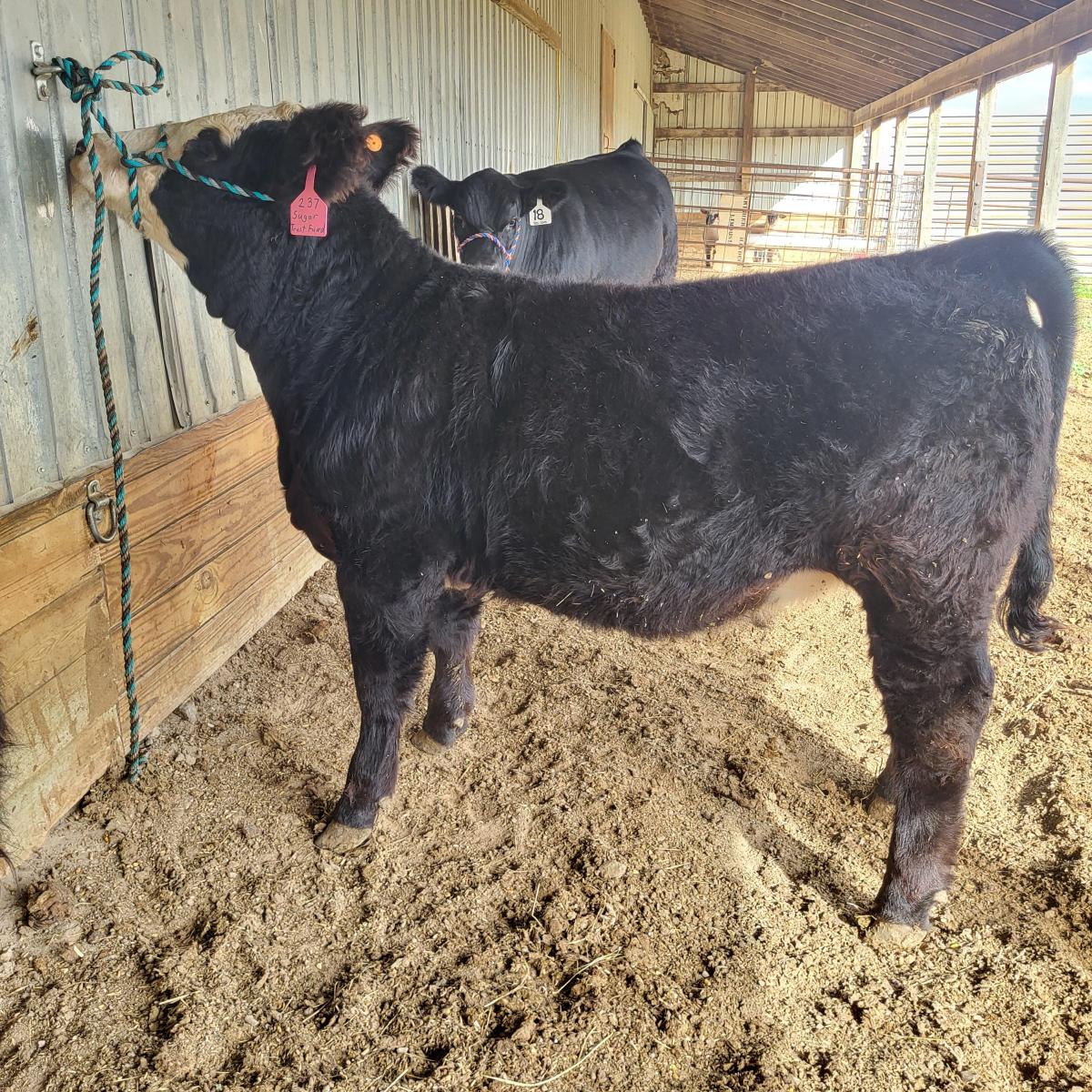 Photo 1 of Crossbred heifer — Kadoka, SD