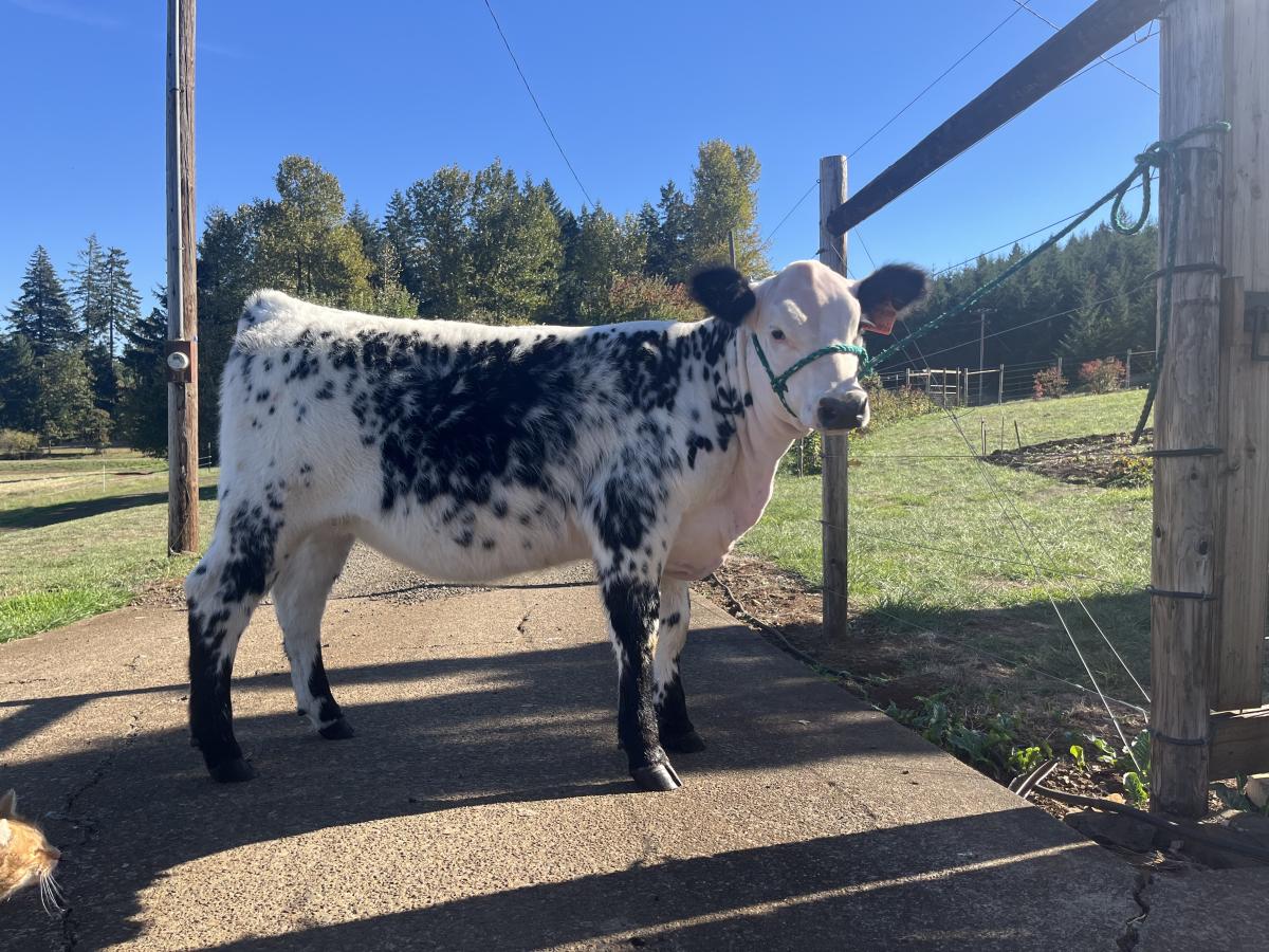 Photo 1 of Crossbred heifer — Corvallis , OR