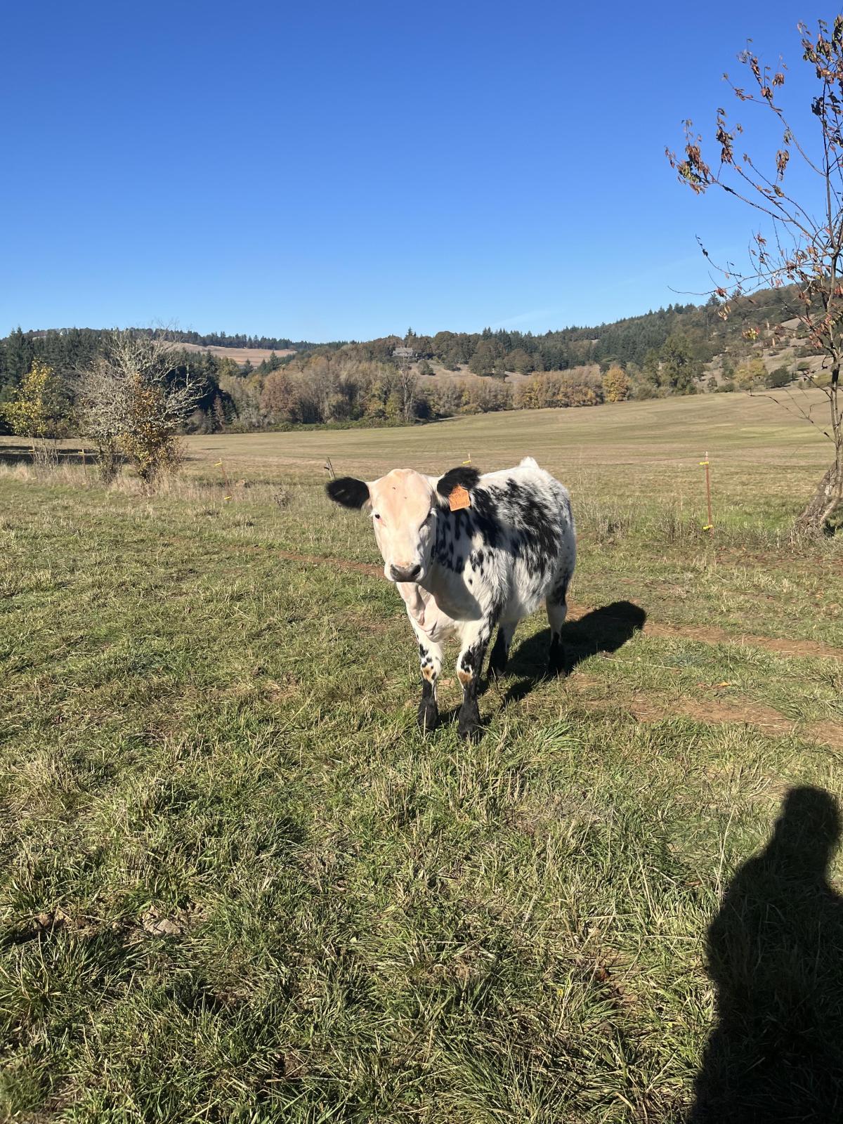 Photo 2 of Crossbred heifer — Corvallis , OR