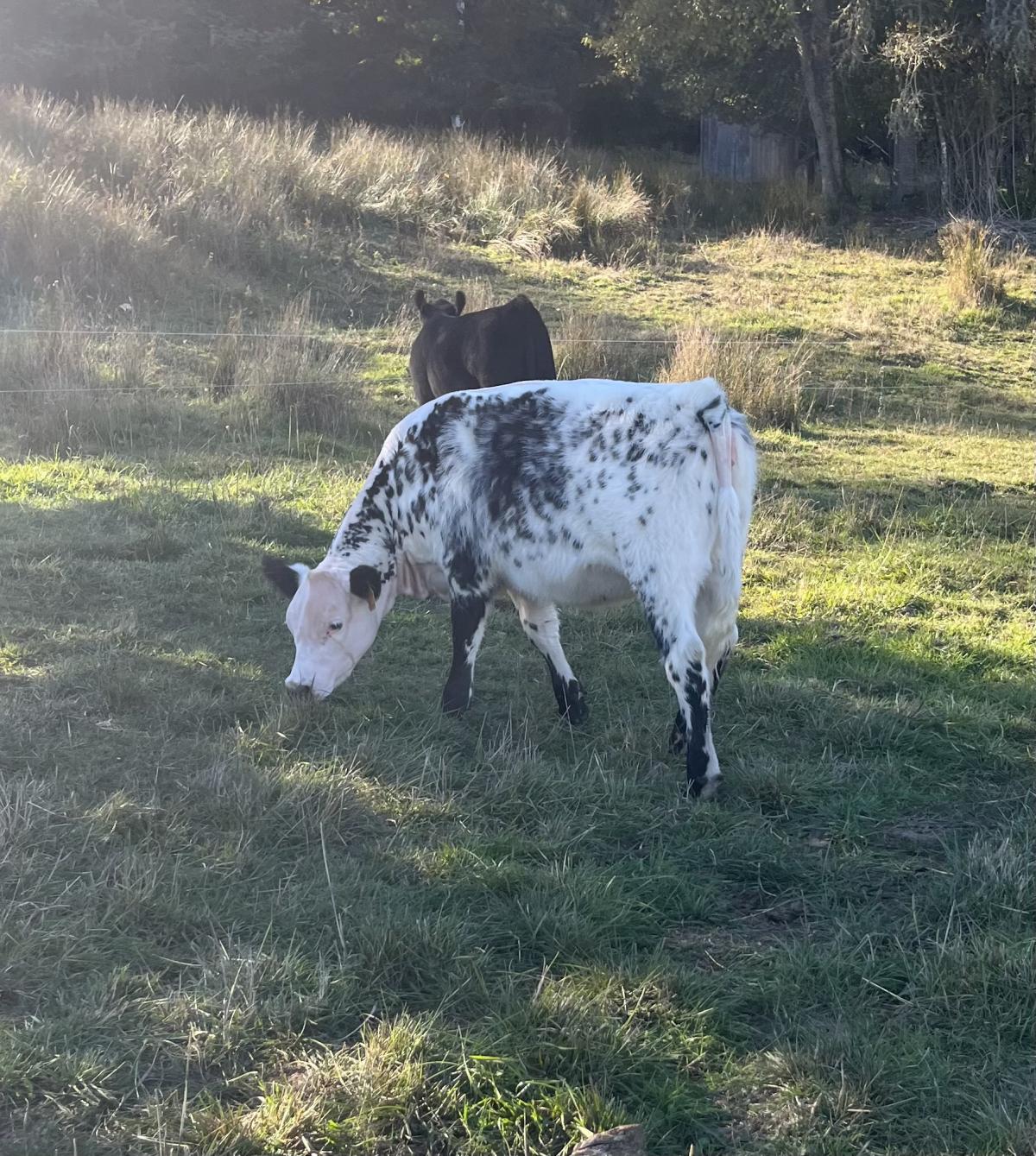 Photo 4 of Crossbred heifer — Corvallis , OR