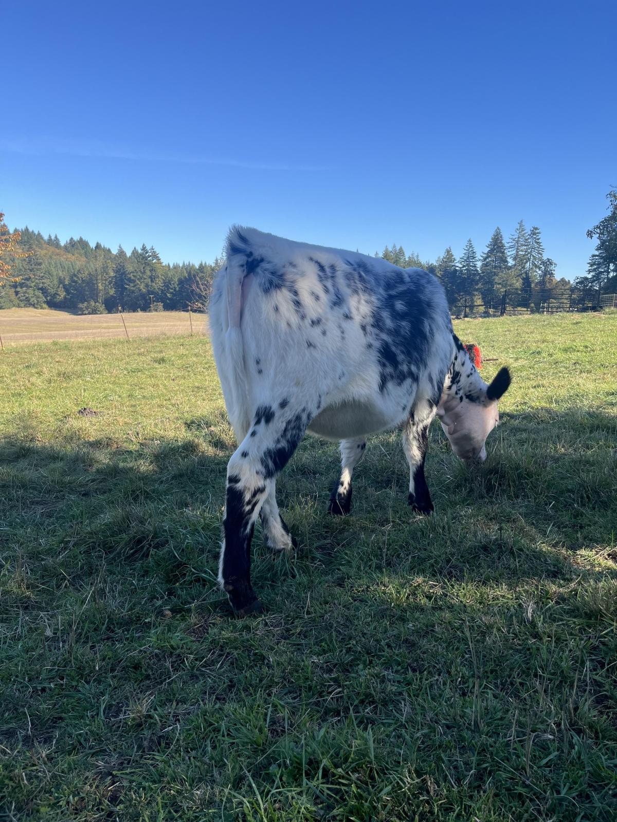 Photo 3 of Crossbred heifer — Corvallis , OR