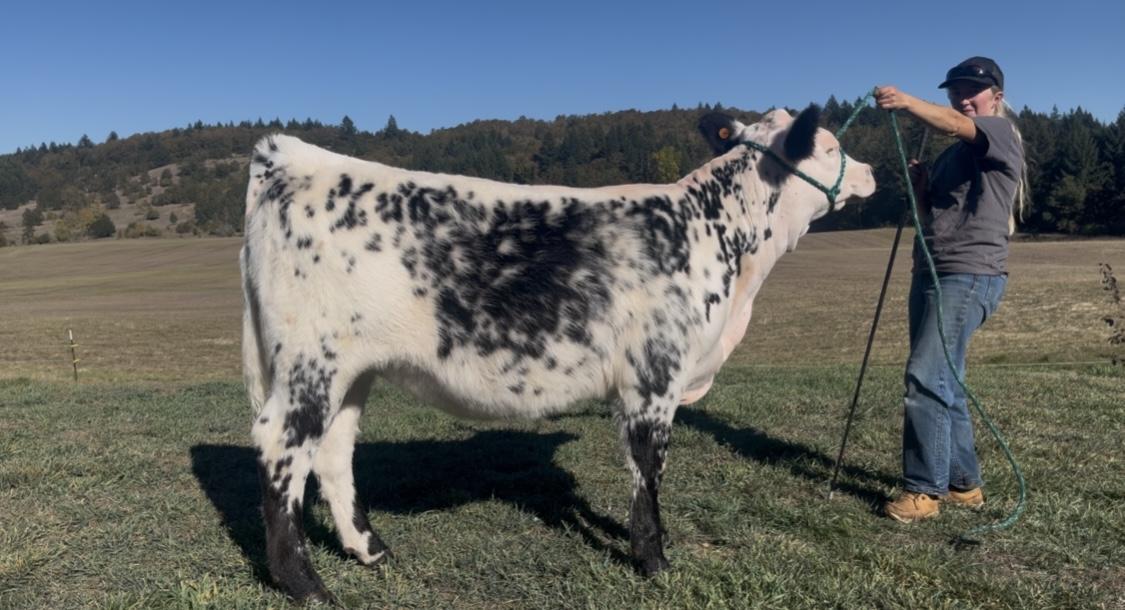 Photo 5 of Crossbred heifer — Corvallis , OR