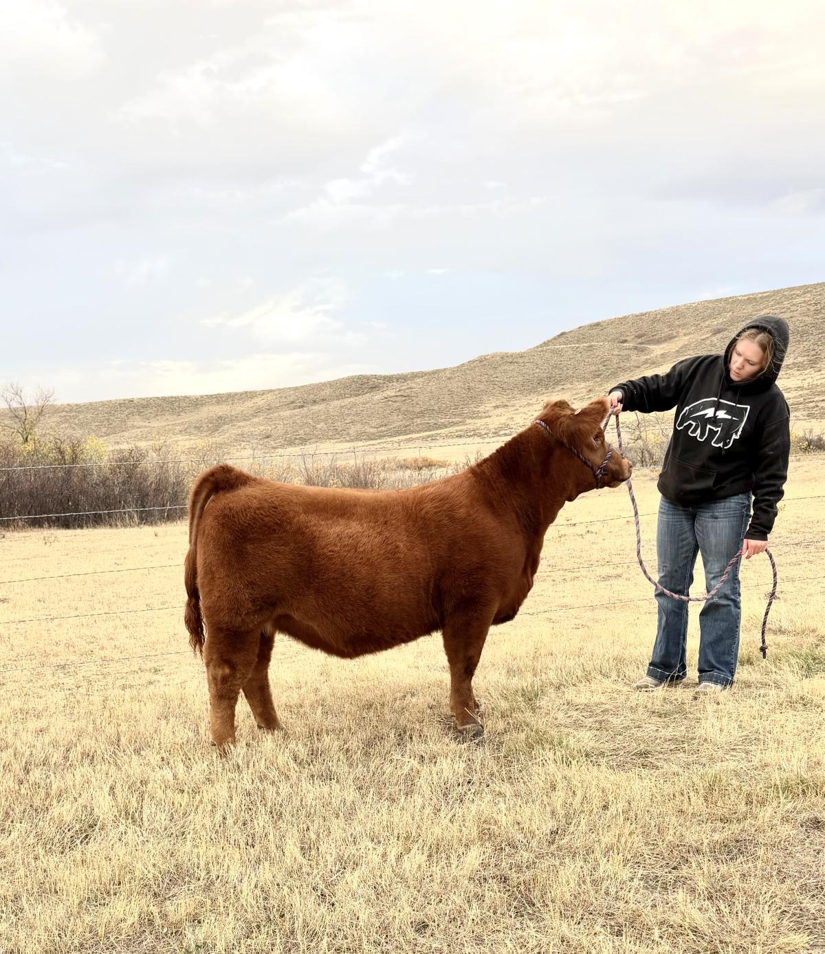 Photo 4 of Crossbred heifer — Casper, WY