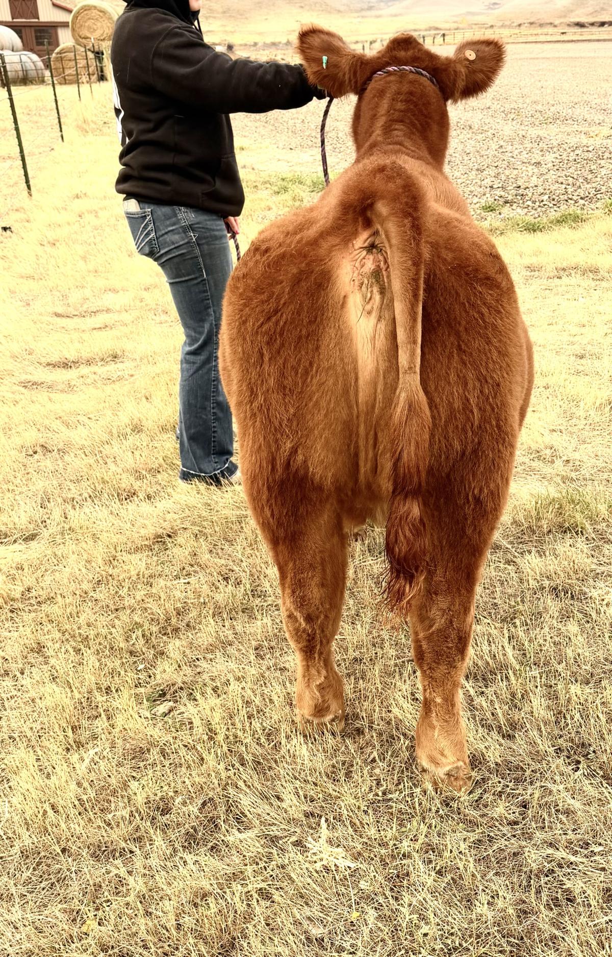 Photo 3 of Crossbred heifer — Casper, WY