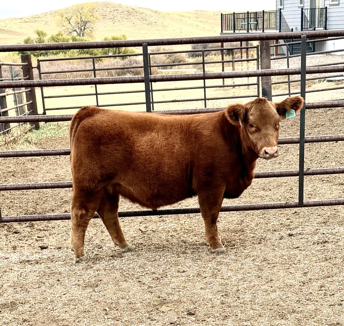 Photo 1 of Crossbred heifer — Casper, WY