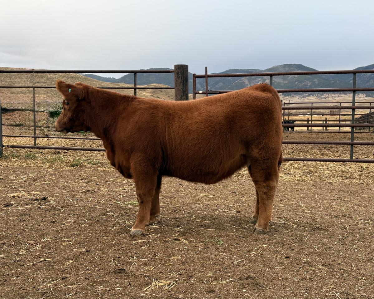Photo 2 of Crossbred heifer — Casper, WY