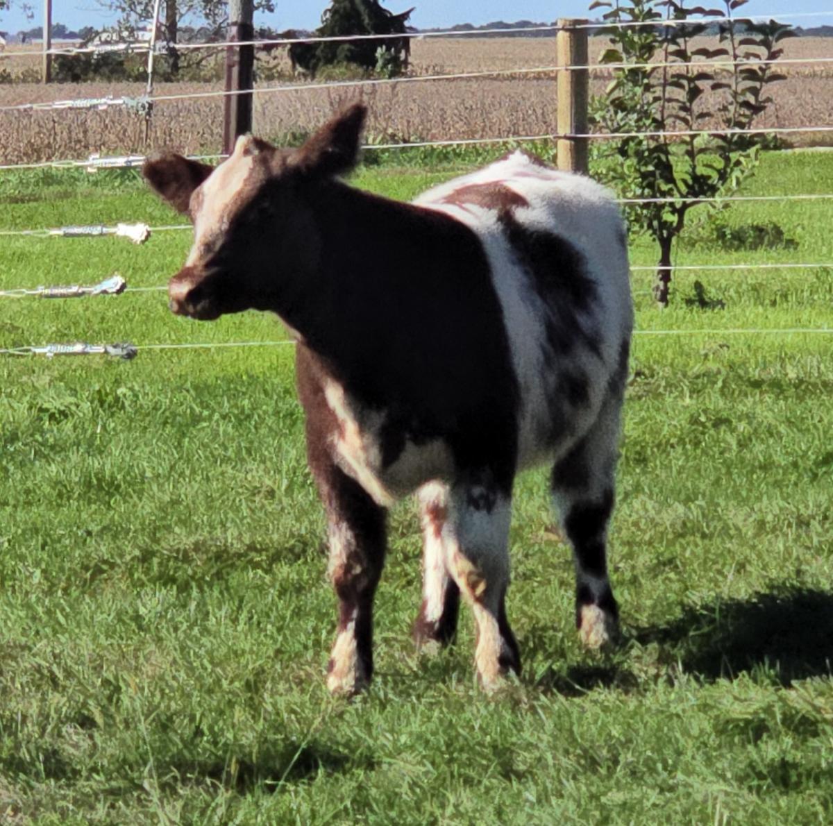 Photo 2 of Shorthorn heifer — Morrison , IL