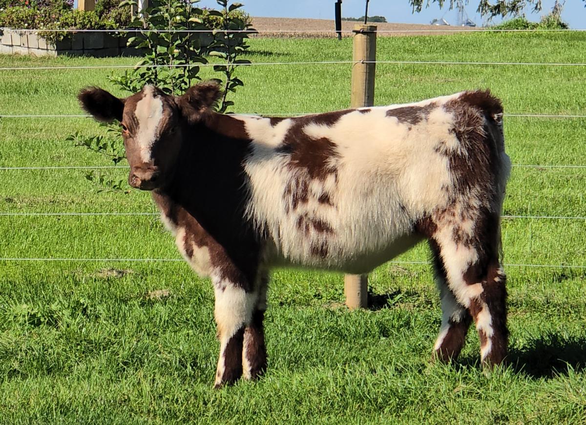 Photo 1 of Shorthorn heifer — Morrison , IL