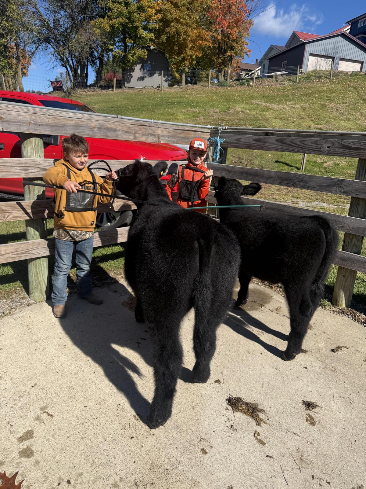 Photo 3 of Crossbred steer — Lisbon, OH