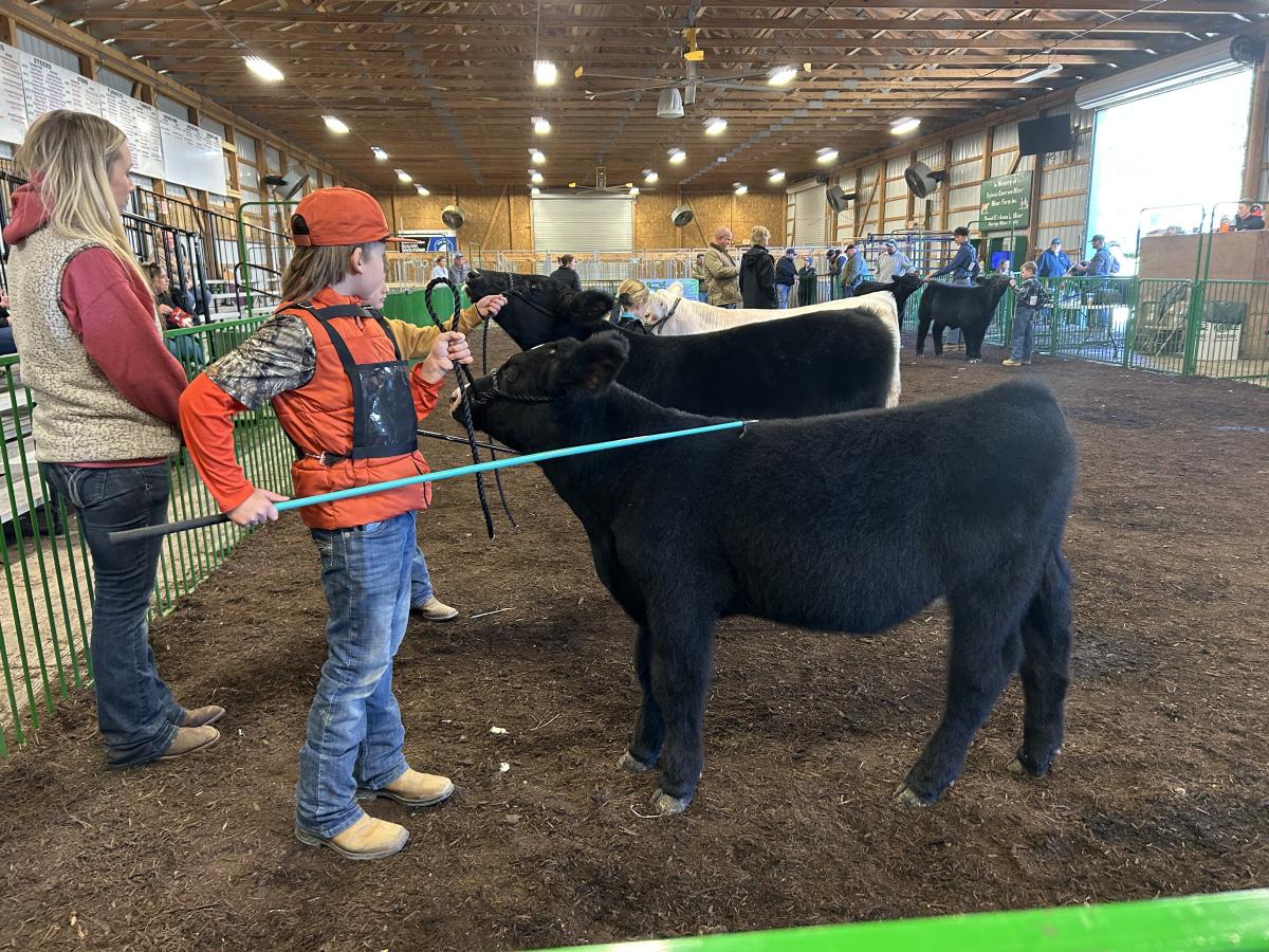 Photo 2 of Crossbred steer — Lisbon, OH
