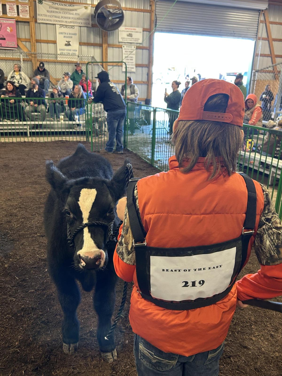 Photo 4 of Crossbred steer — Lisbon, OH