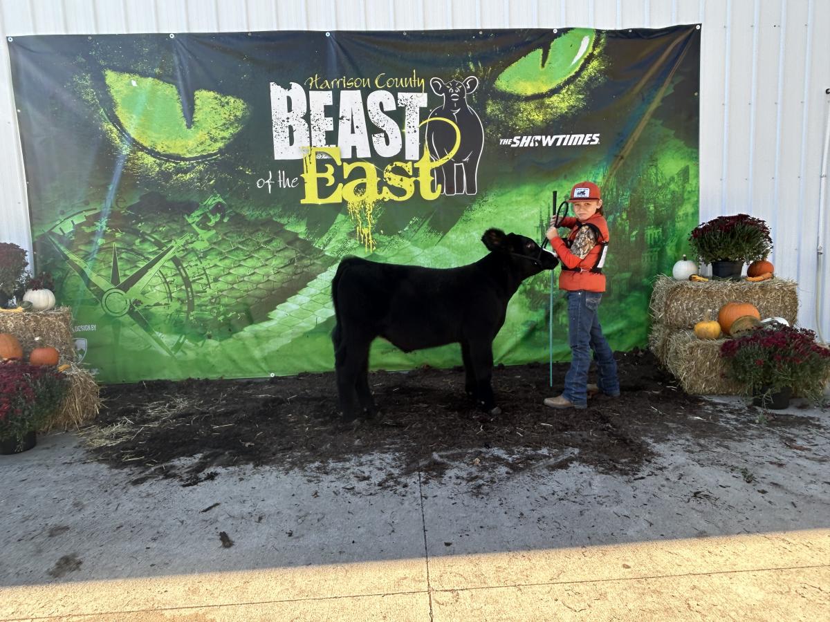 Photo 1 of Crossbred steer — Lisbon, OH