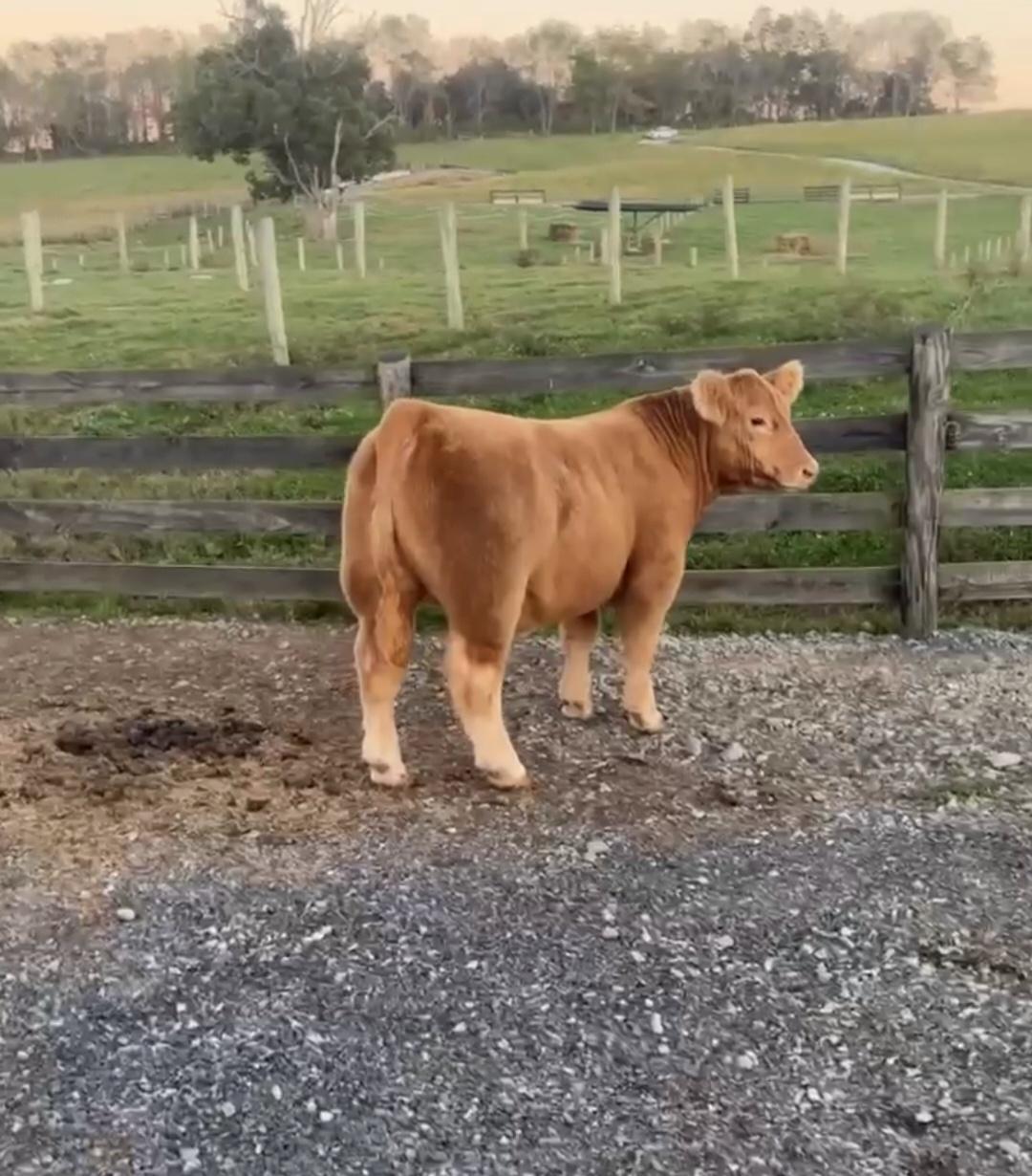Photo 1 of Crossbred steer — Ronceverte, WV