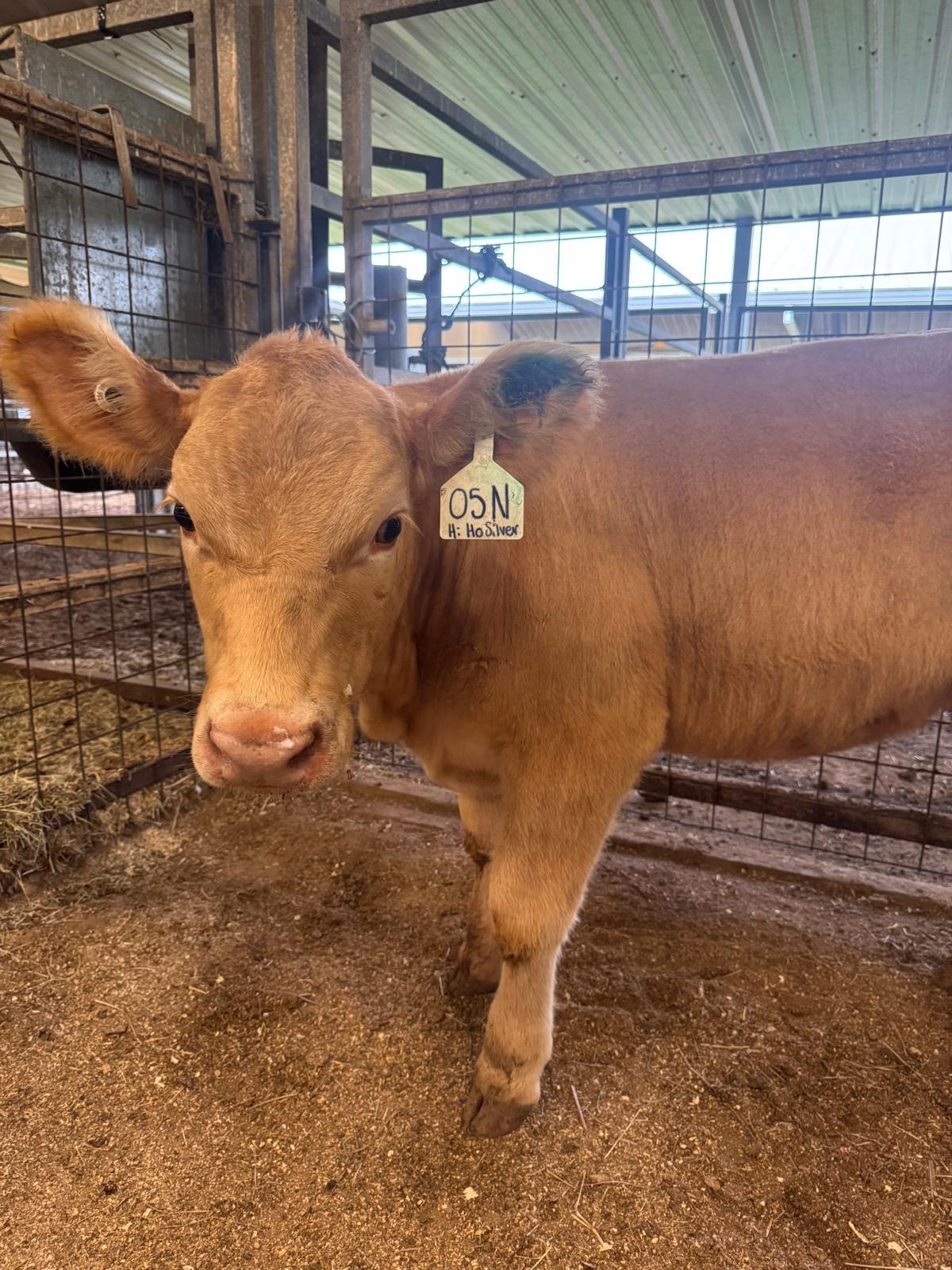 Photo 1 of Chi heifer — Manvel, TX