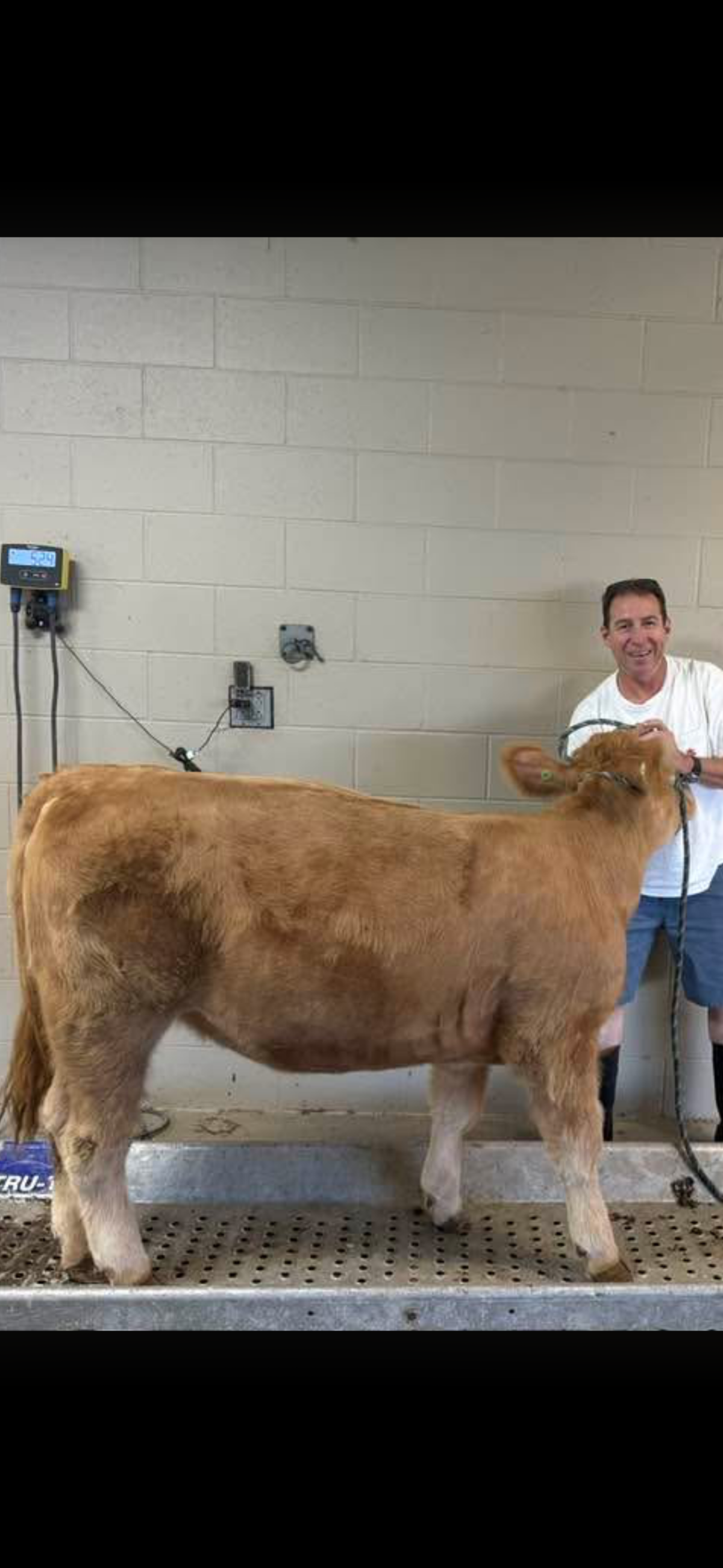 Photo 2 of Chi heifer — Manvel, TX