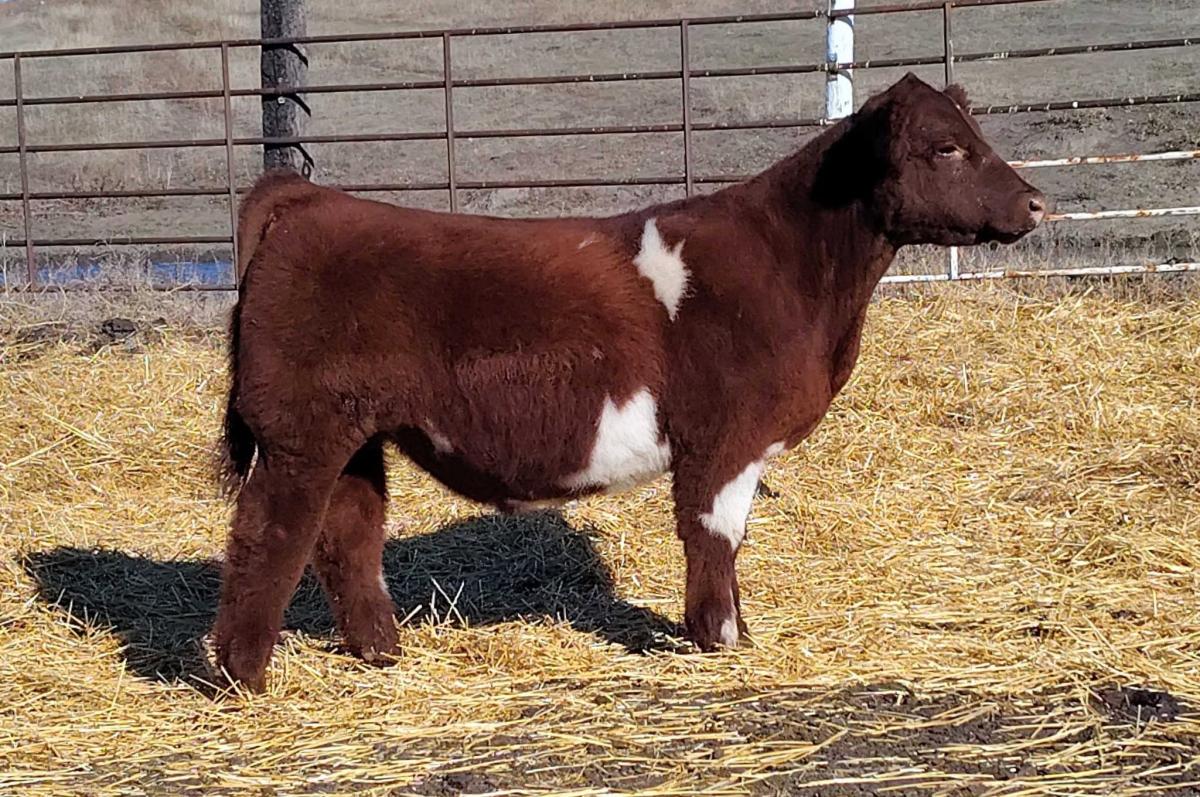 Photo 1 of Crossbred steer — Zap, ND