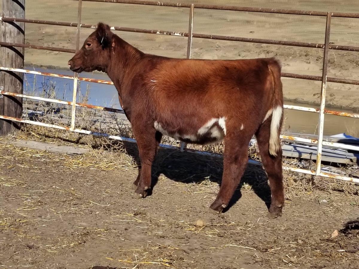 Photo 3 of Shorthorn heifer — Zap, ND
