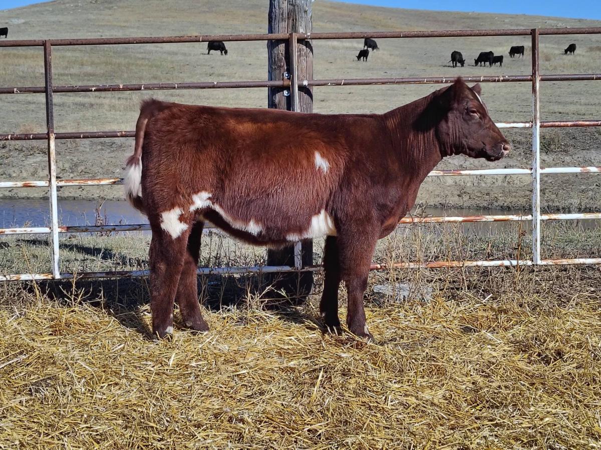 Photo 2 of Shorthorn heifer — Zap, ND