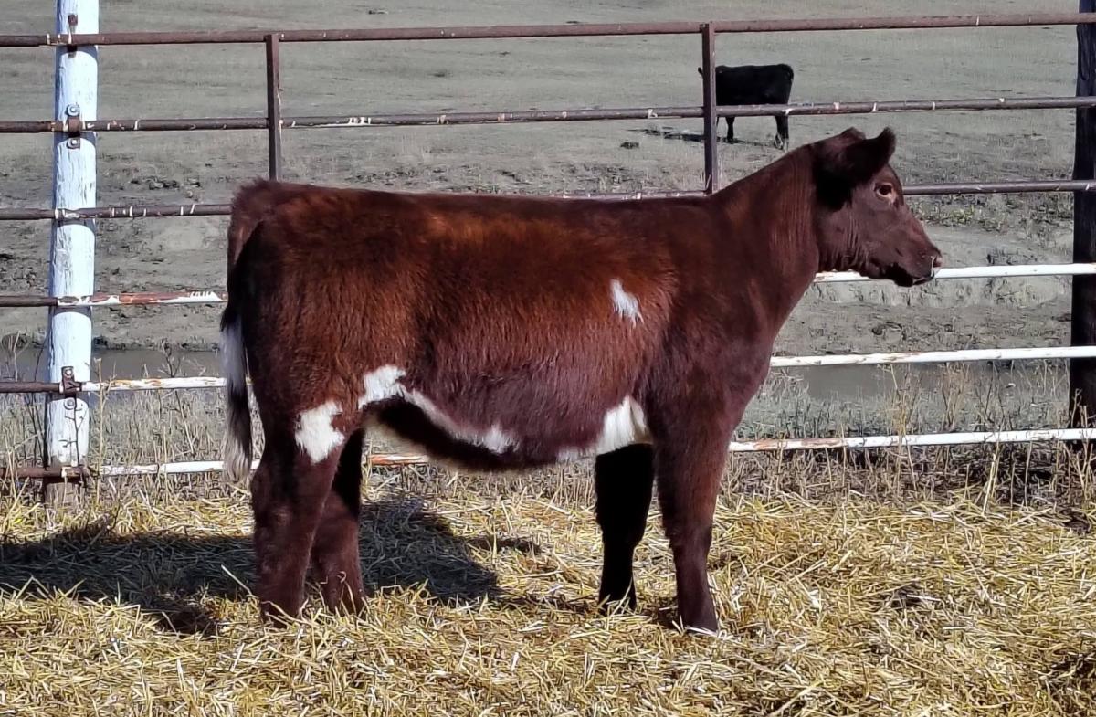 Photo 1 of Shorthorn heifer — Zap, ND