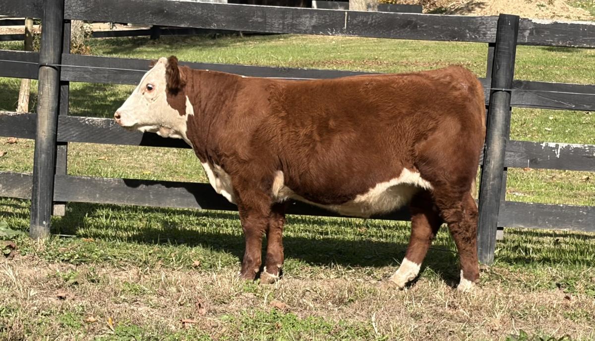 Photo 2 of 2 Hereford steers — Sheridan , IN