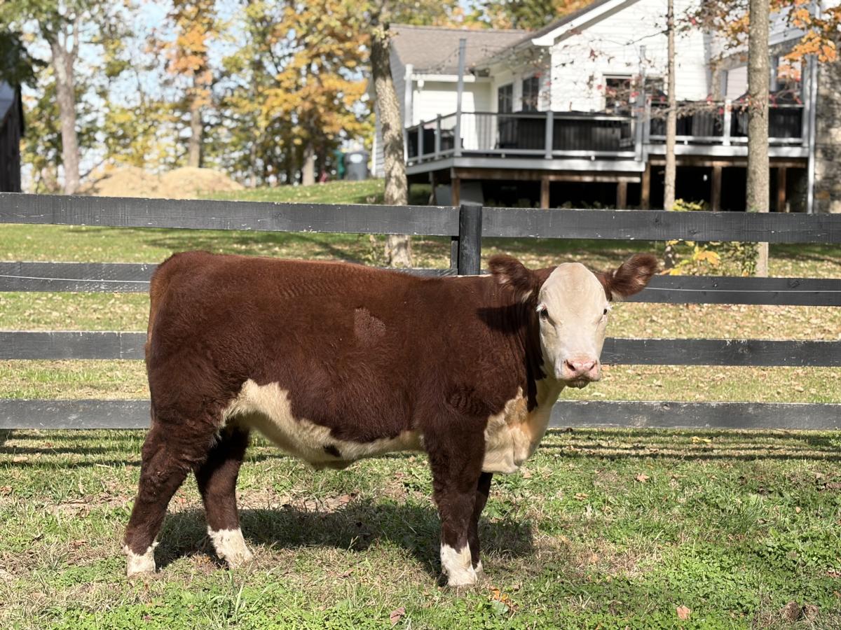Photo 1 of 2 Hereford steers — Sheridan , IN