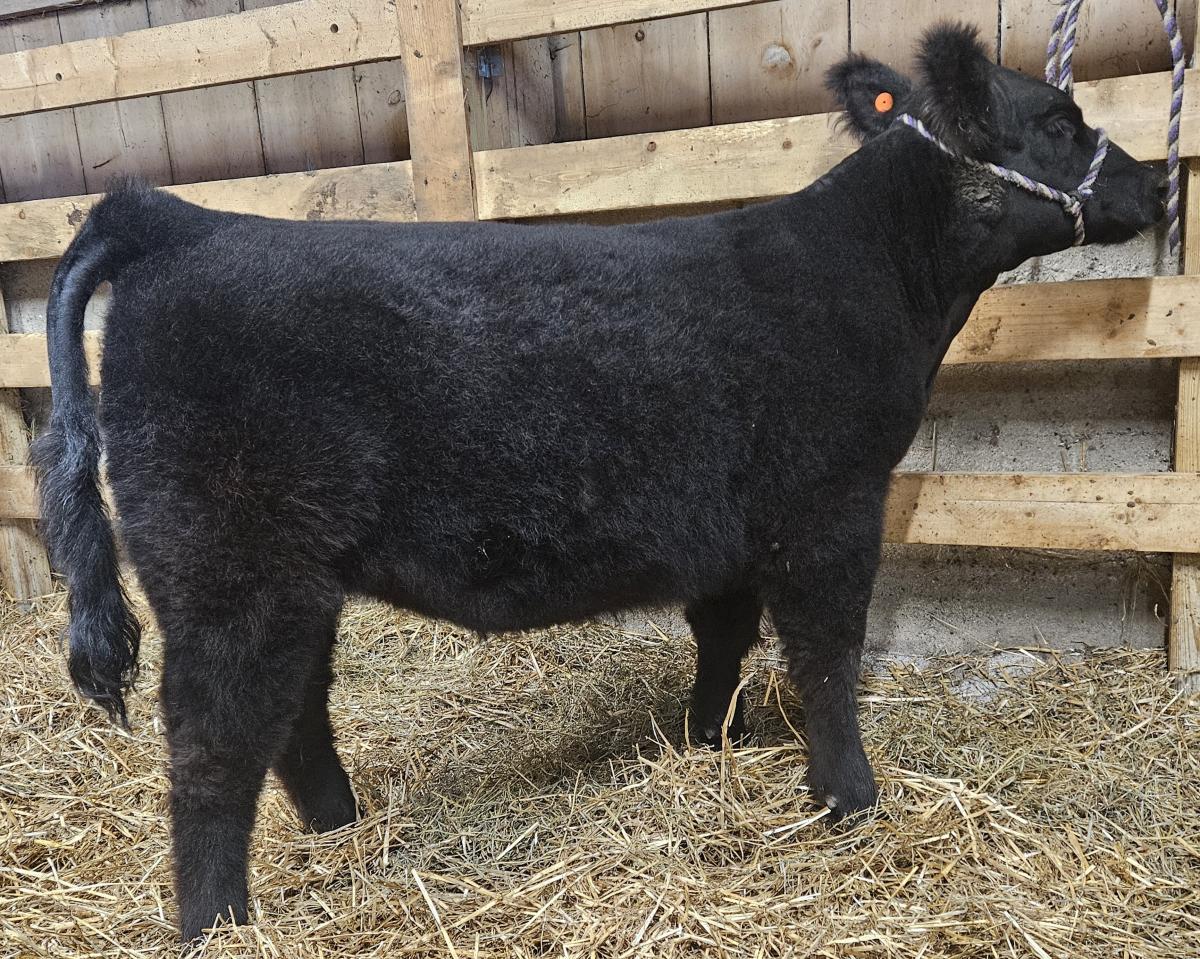 Photo 1 of Angus heifer — Lafayette, IN