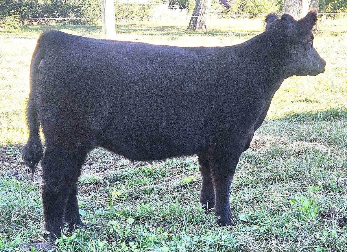 Photo 2 of Angus heifer — Lafayette, IN