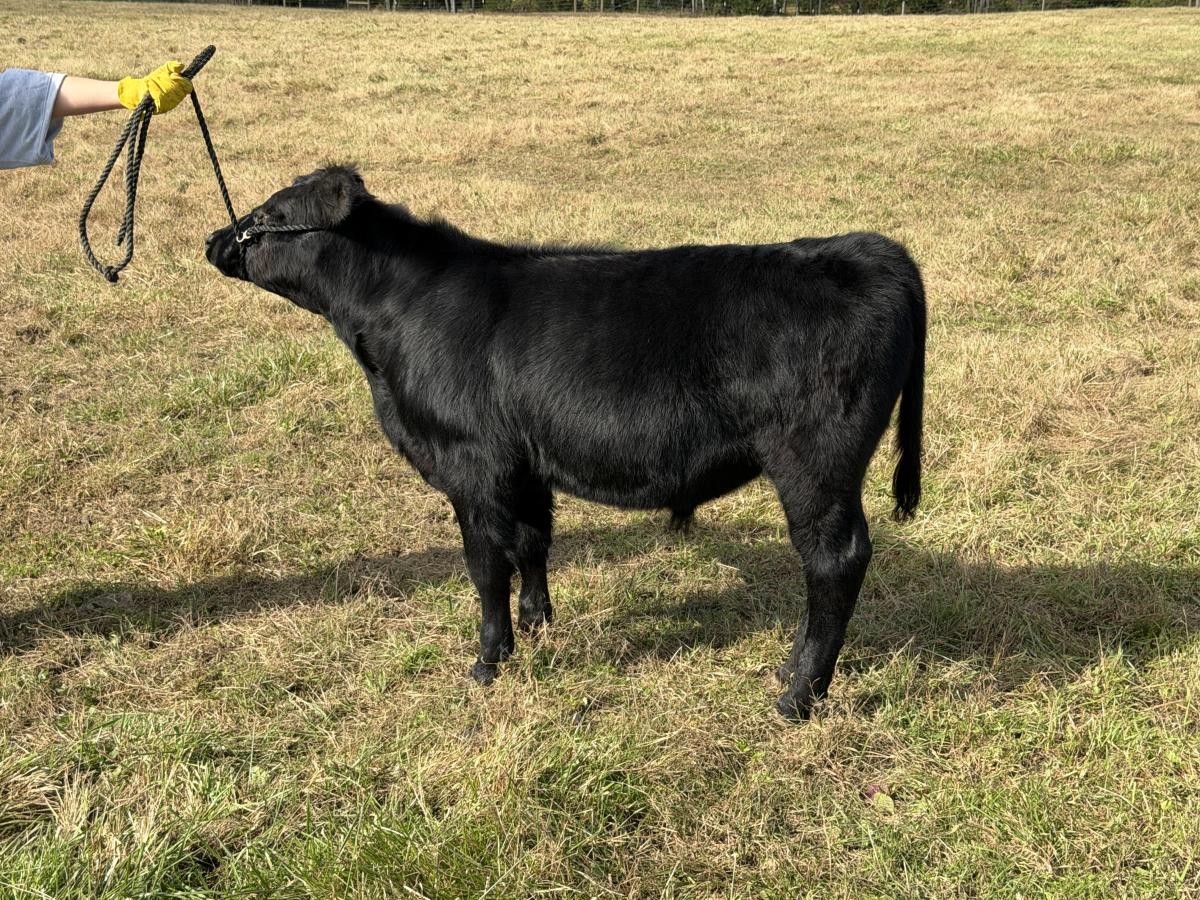 Photo 1 of Simmental steer — Culpeper , VA