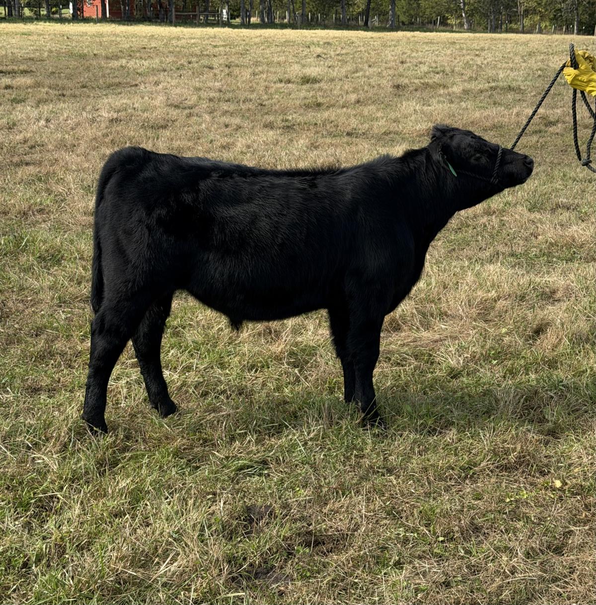 Photo 2 of Simmental steer — Culpeper , VA