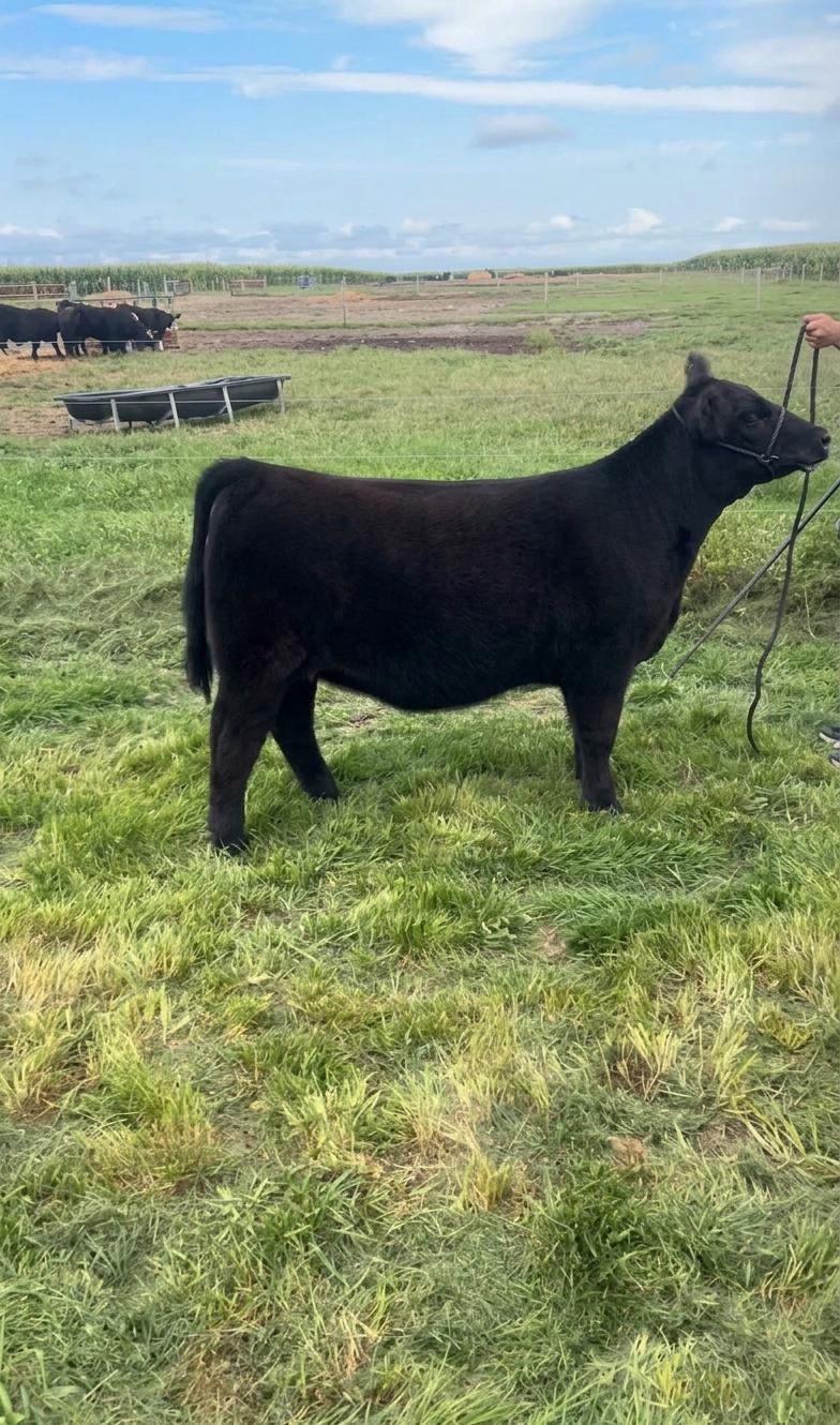 Photo 1 of Maine-Anjou heifer — Wayne, OH