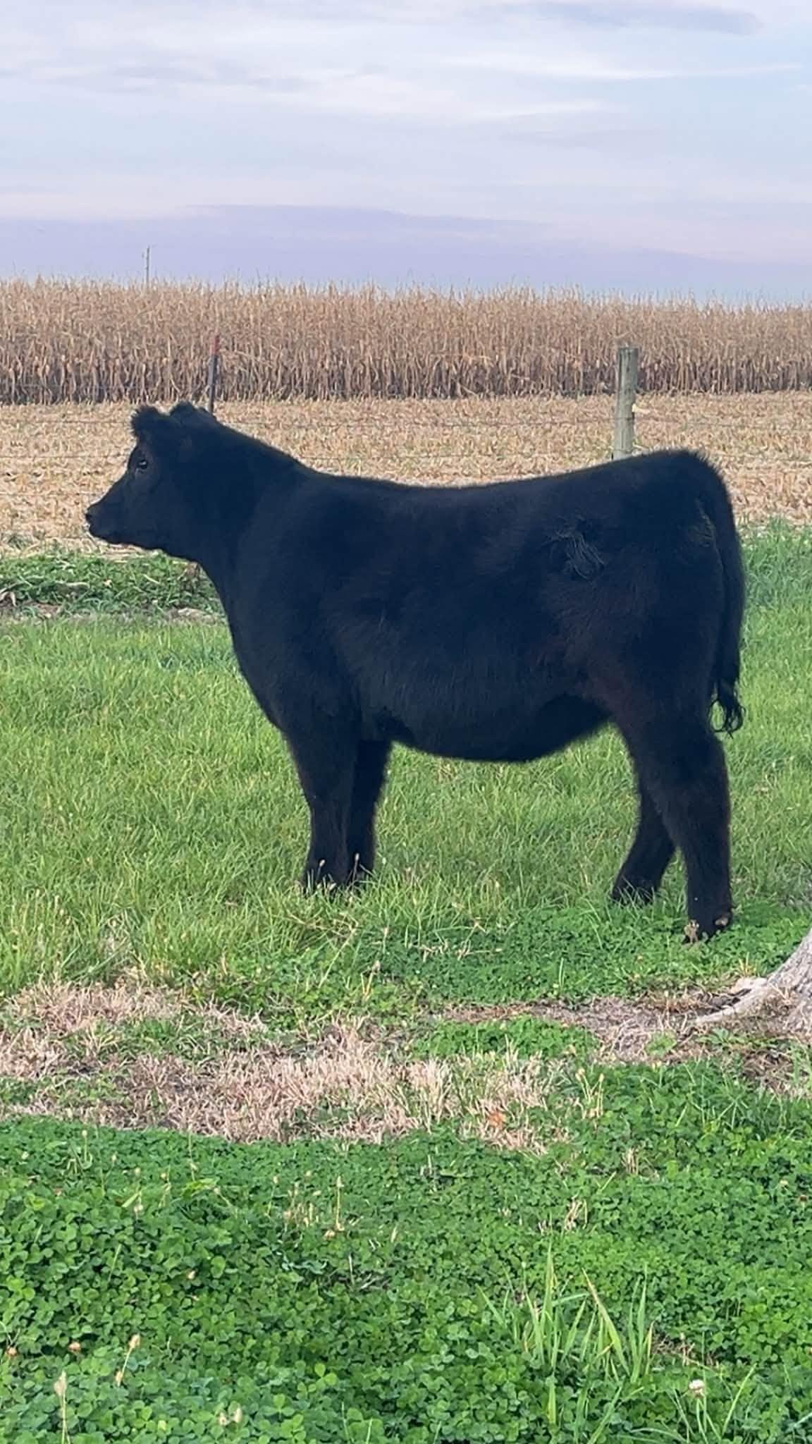 Photo 3 of 2 Chi heifers — Maxwell , IA