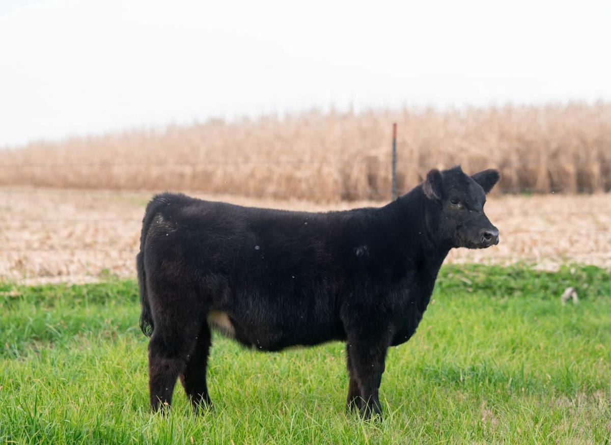 Photo 1 of 2 Chi heifers — Maxwell , IA