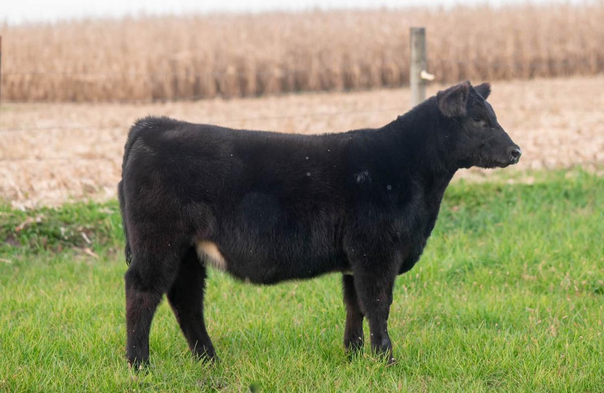 Photo 2 of 2 Chi heifers — Maxwell , IA