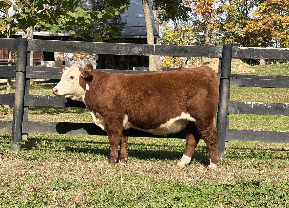 Photo 2 of 2 Hereford steers — Sheridan , IN