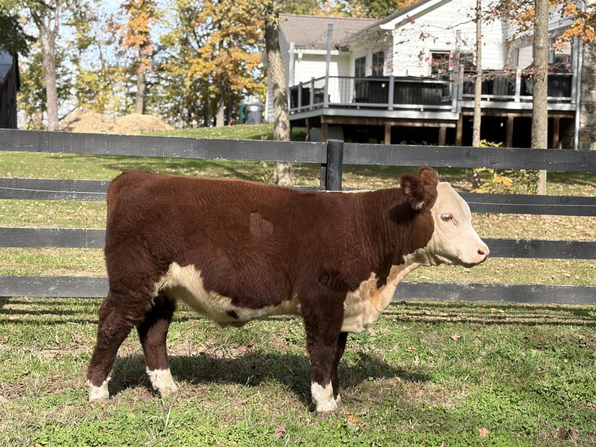 Photo 1 of 2 Hereford steers — Sheridan , IN