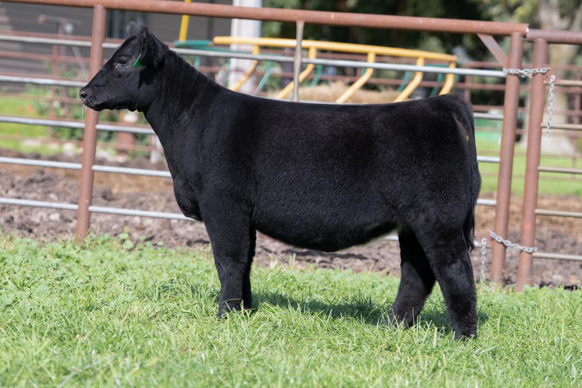 Photo 1 of Maine-Anjou heifer — Algona , IA