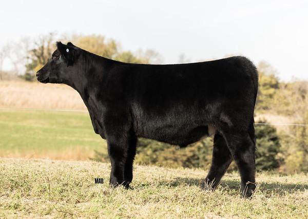 Photo 3 of Simmental steer — Linwood, NE