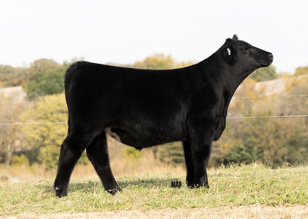 Photo 4 of Simmental steer — Linwood, NE