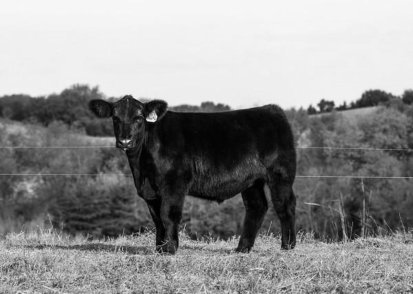 Photo 2 of Simmental steer — Linwood, NE