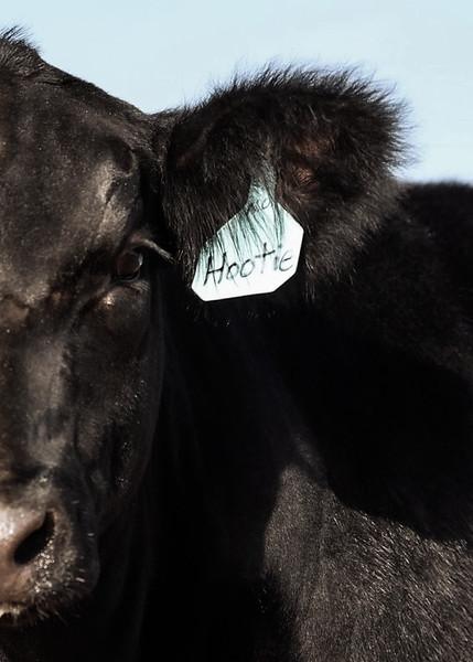 Photo 1 of Simmental steer — Linwood, NE