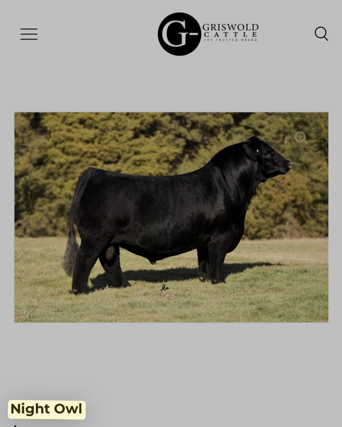 Photo 5 of Simmental steer — Linwood, NE