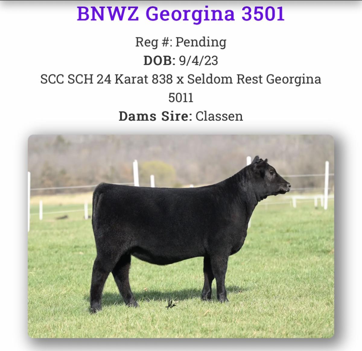 Photo 3 of Angus steer — Linwood, NE