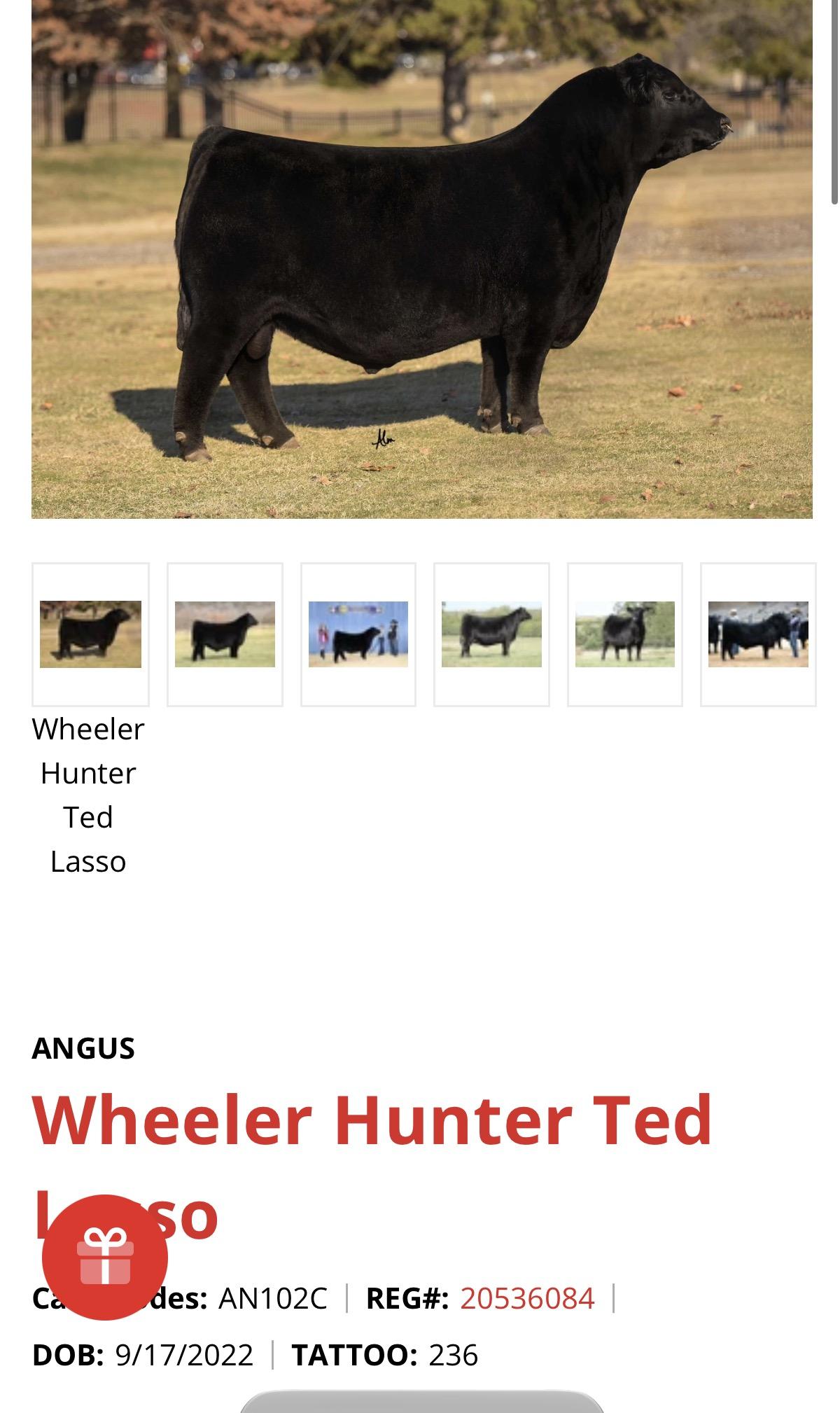 Photo 4 of Angus steer — Linwood, NE